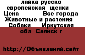 лайка русско-европейская (щенки) › Цена ­ 5 000 - Все города Животные и растения » Собаки   . Иркутская обл.,Саянск г.